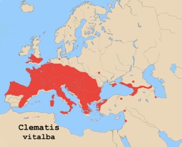 Clematis vitalba (Areal)