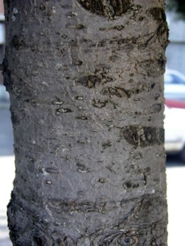 Abies Concolor - bark