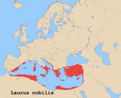 l.nobilis-habitat