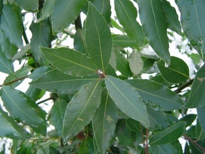 l.nobilis-leaves