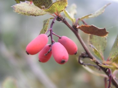 Berberis vulgaris-berries