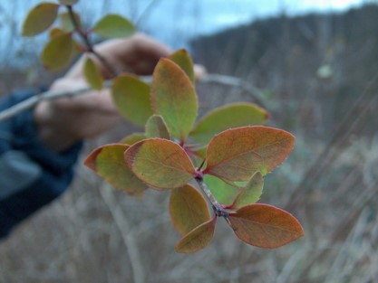 Berberis vulgaris-leaves
