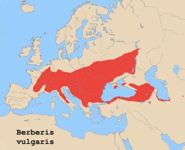 Berberis vulgaris-range